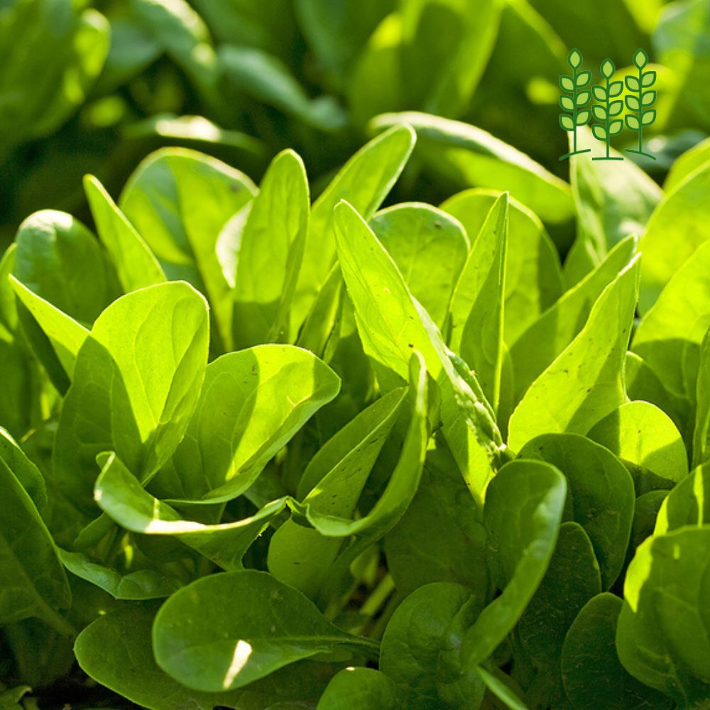 SPINACH | பாலக் கீரை