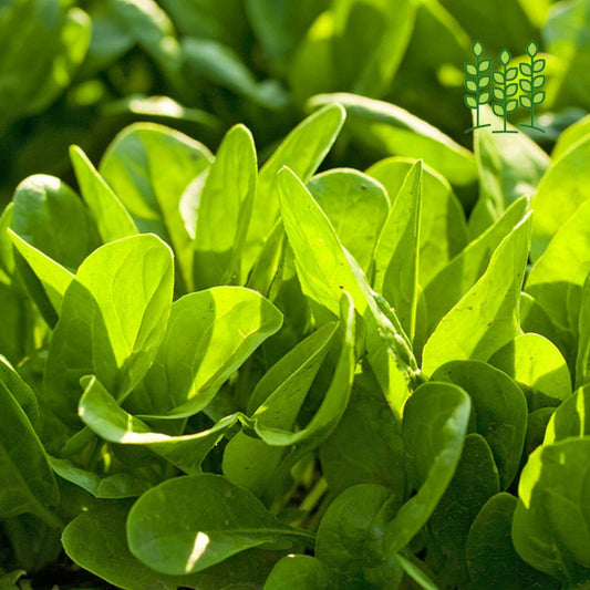 SPINACH | பாலக் கீரை