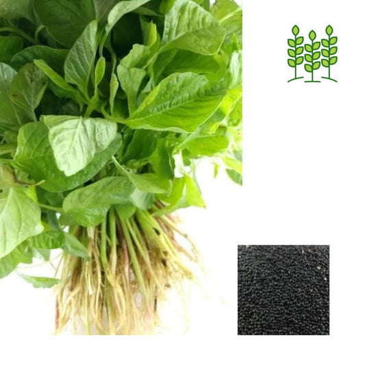 Amaranthus Premium Vegetable (Mulai Keerai) Seeds 5 gram Pack - Green for Kitchen Gardening