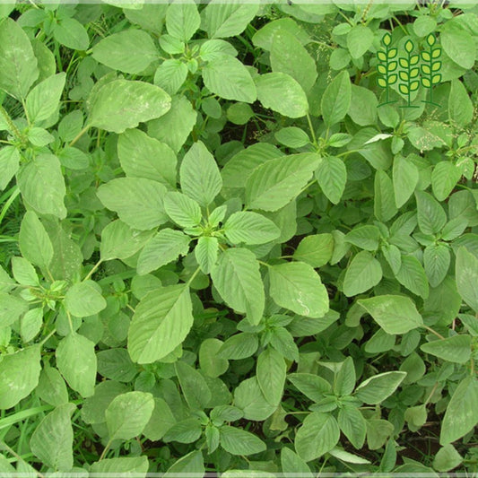 AMARANTHUS SPINOSUS| முளைக்கீரை