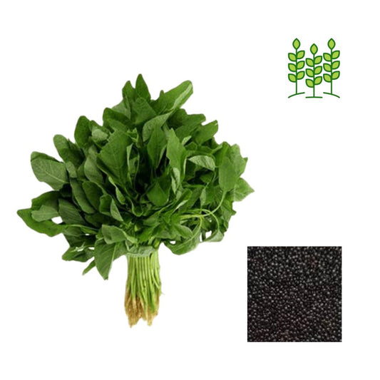 Amaranthus Premium Vegetable (Thandu Keerai) Seeds 5 gram Pack - Green for Kitchen Gardening