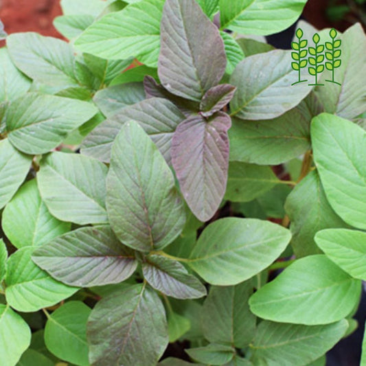 FOXTAIL AMARANTHUS | தண்டுக்கீரை