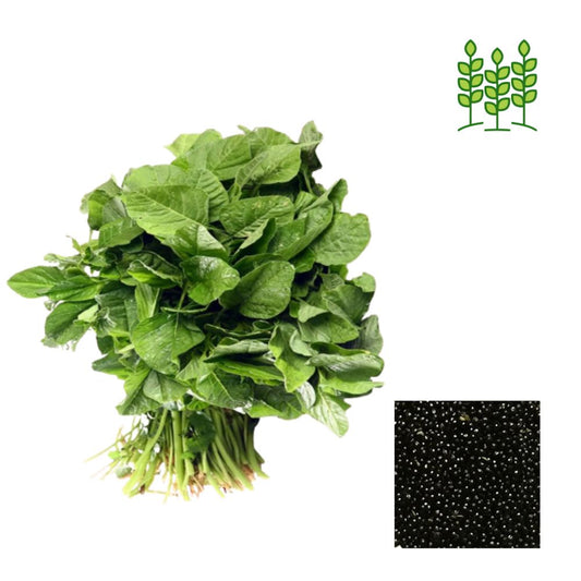 Amaranthus Premium Vegetable (Ara Keerai) Seeds 5 gram Pack - Green for Kitchen Gardening