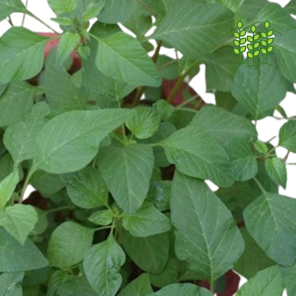 AMARANTHUS ARITIS | அரை கீரை