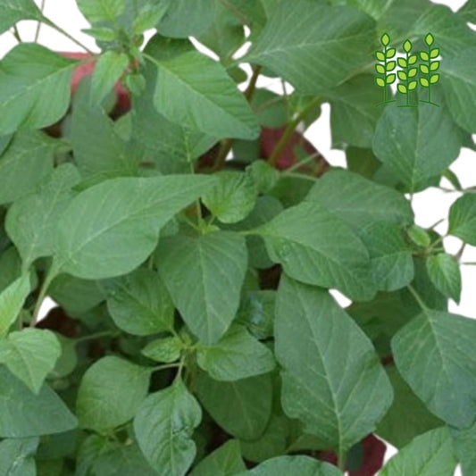 AMARANTHUS ARITIS | அரை கீரை
