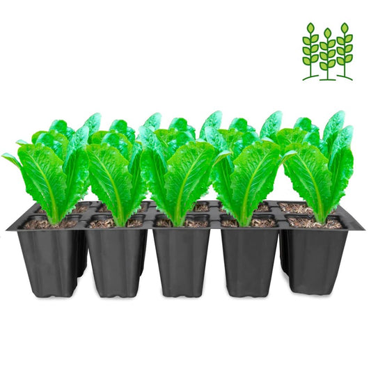 Seedling Tray 10 Cavity - Pack of 5