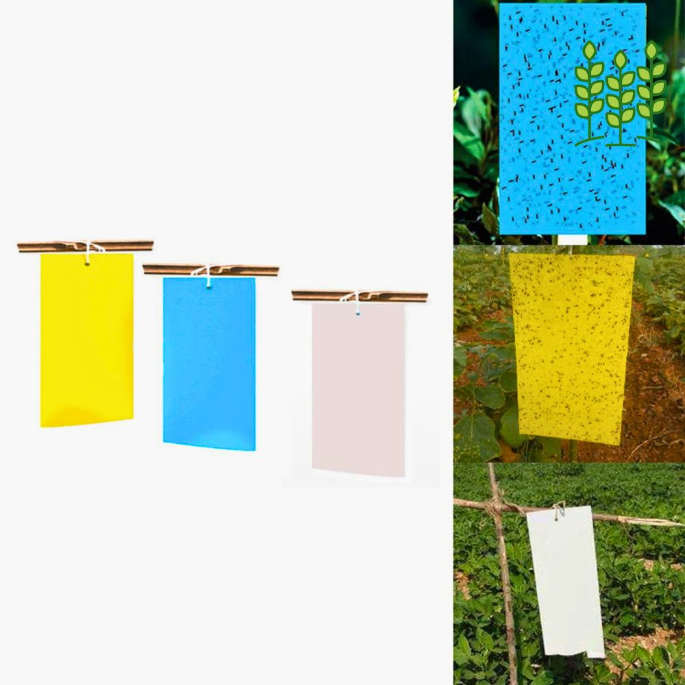 Sticky- A Fly Trap- 5 PCs