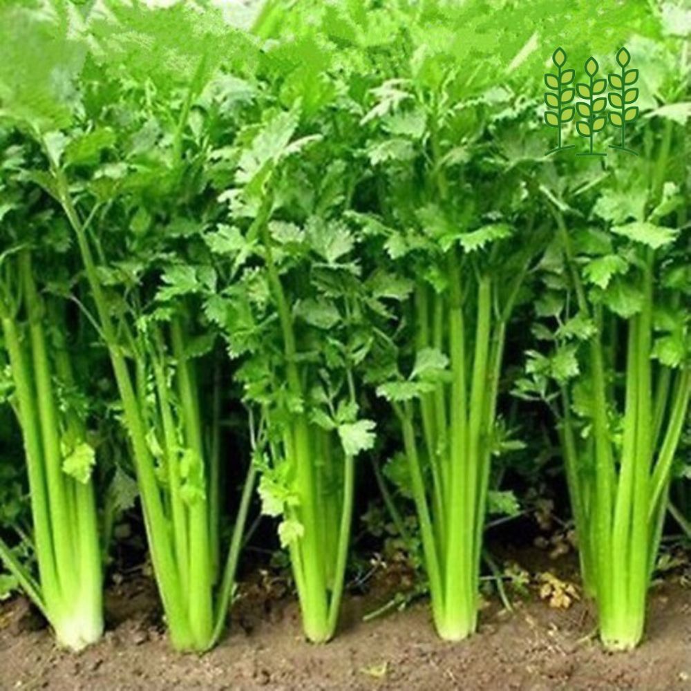 Premium Coriander Vegetable Seeds 5 gram Pack for Kitchen Gardening