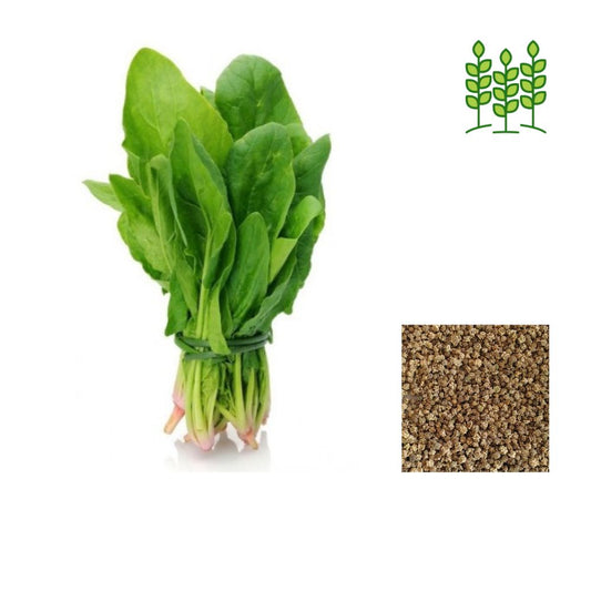 Premium Palak or Spinach Vegetable Seeds 5 gram Pack - Green
