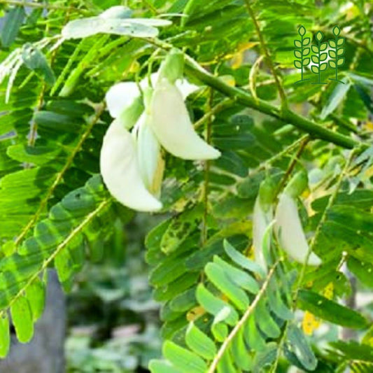 HUMMING BIRD SEEDS | அகத்திகீரை