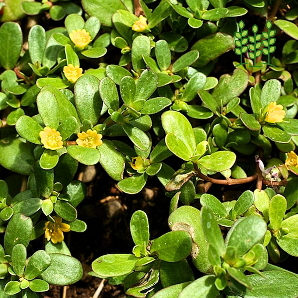 PURSLANE | பருப்பு கீரை