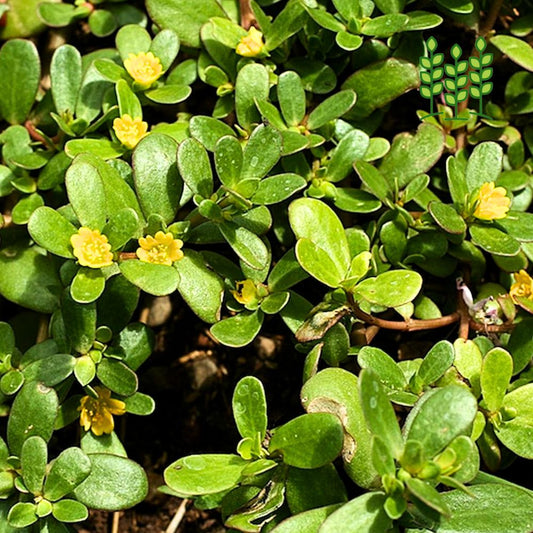 PURSLANE | பருப்பு கீரை