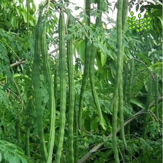 DRUMSTICK | முருங்கை கீரை