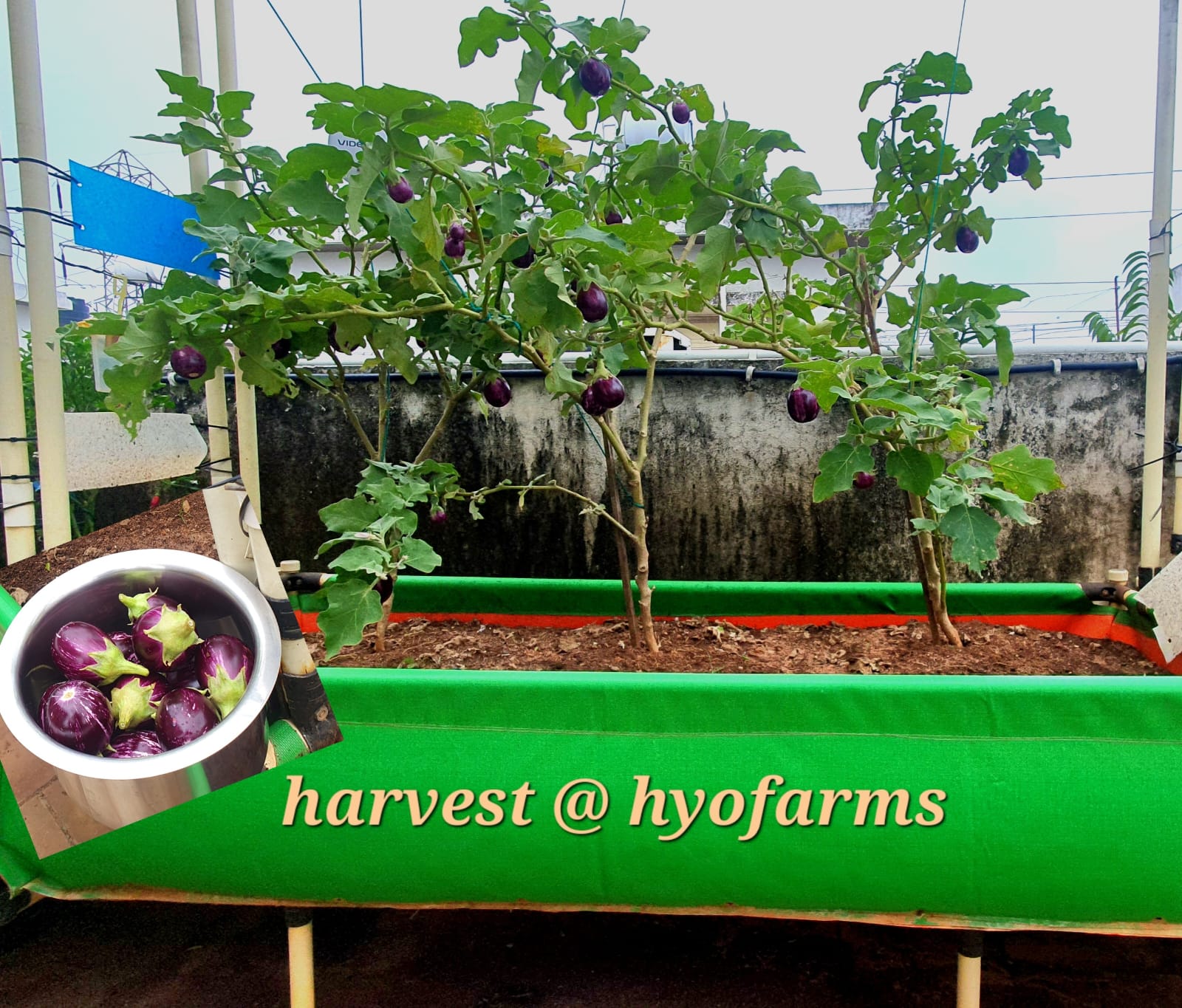 Your Ultimate Guide to Growing Brinjals in Your Terrace Garden ...