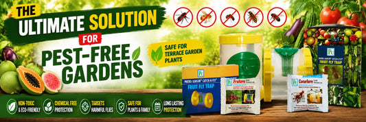 Vegetable & Fruit Fly Trap: The Ultimate Solution for Pest-Free Gardens