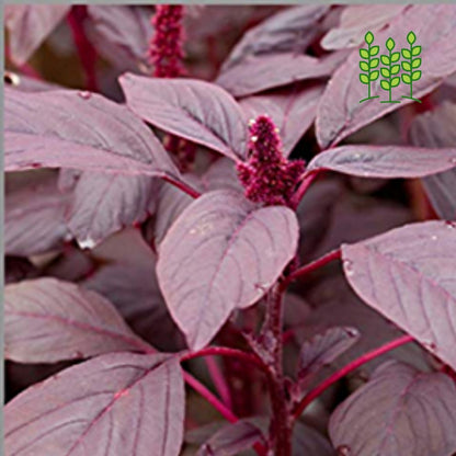 Amaranthus Premium Vegetable (Mulai Keerai) Seeds 5 gram Pack - Green for Kitchen Gardening