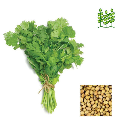 Premium Coriander Vegetable Seeds 5 gram Pack for Kitchen Gardening