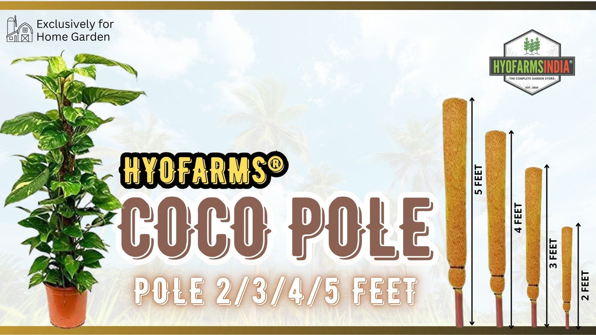 COCO POLE 1FEET