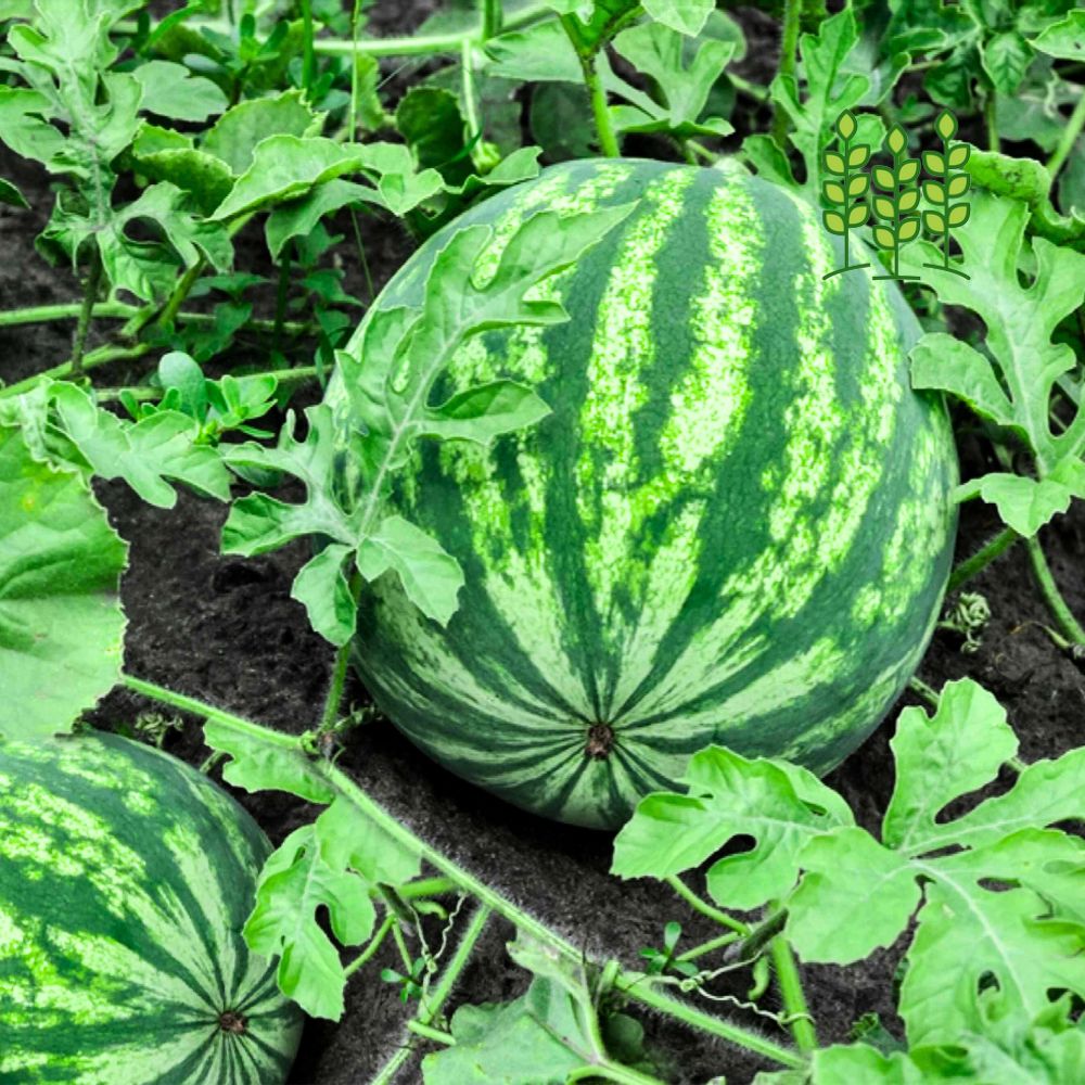 WATERMELON | தர்பூசணி