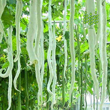 SNAKE GOURD - LONG | நீள் புடலை