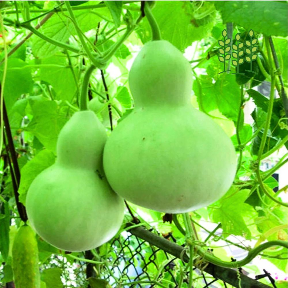 ROUND BOTTLE GOURD | குண்டு சுரைக்காய்