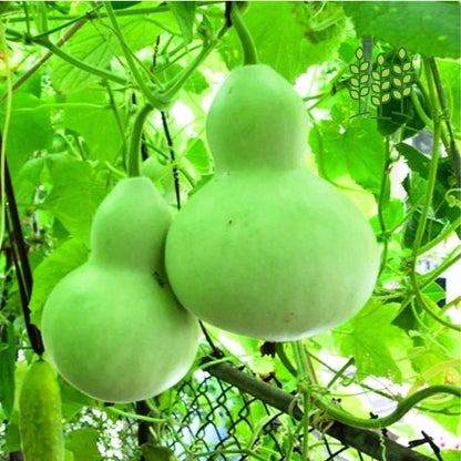 ROUND BOTTLE GOURD | குண்டு சுரைக்காய்