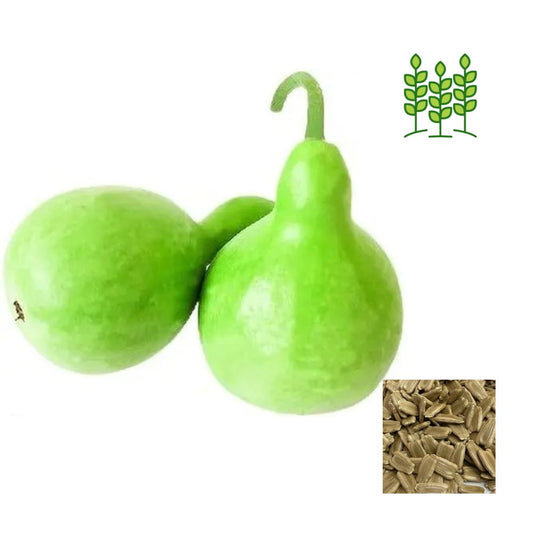 ROUND BOTTLE GOURD | குண்டு சுரைக்காய்