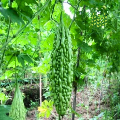 BITTER GOURD | பாகற்காய்