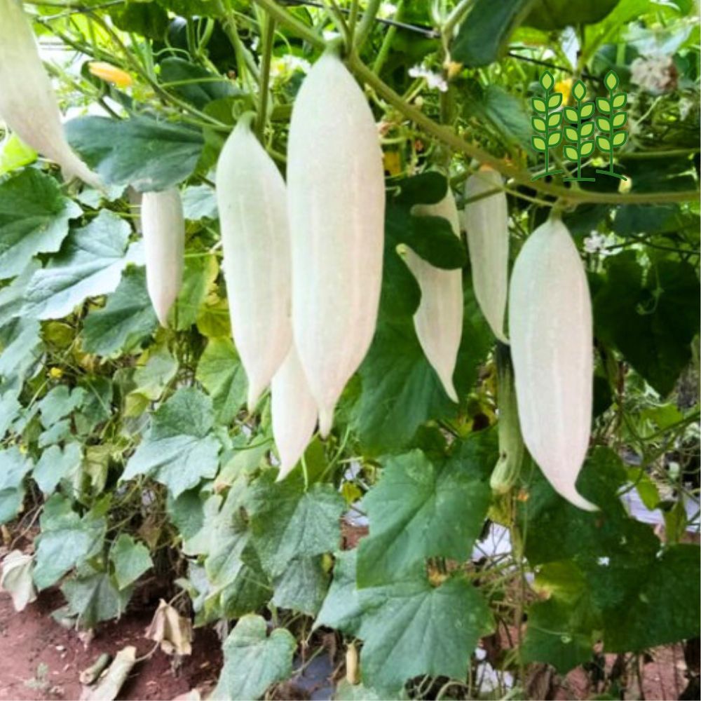 SNAKE GOURD SHORT | புடலை