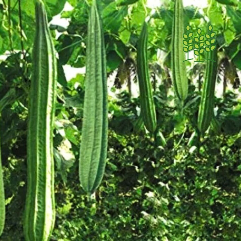 RIDGE GOURD | பீர்க்கங்காய்