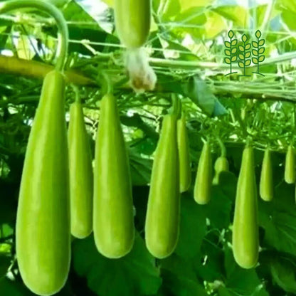 BOTTLE GOURD LONG | நீட்ட சுரைக்காய்