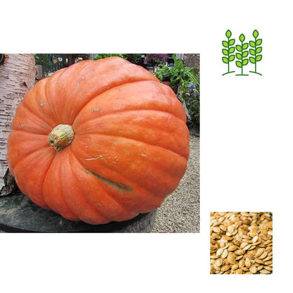 PUMKIN | பரங்கிக்காய் பூசணி