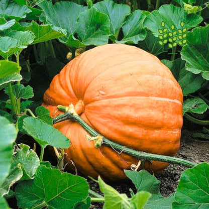 PUMKIN | பரங்கிக்காய் பூசணி