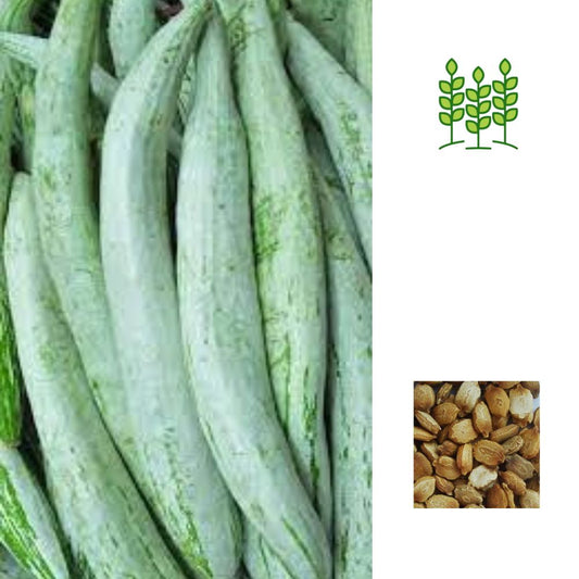 SNAKE GOURD MEDIUM | நடுத்தர புடலை