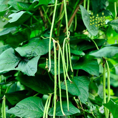 COWPEA VINE | கொடி காராமணி