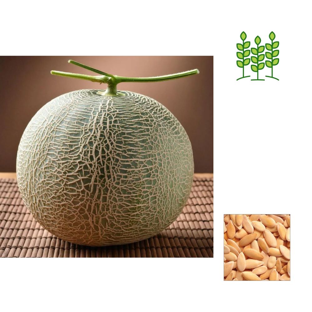 Muskmel MUSKMELON | முலாம்பழம் – HYOFarms India®