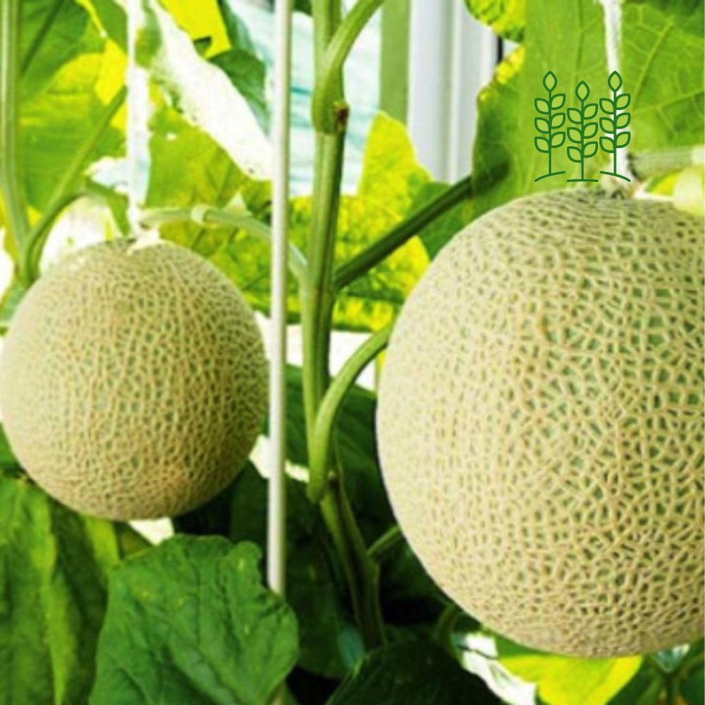 MUSKMELON | முலாம்பழம்