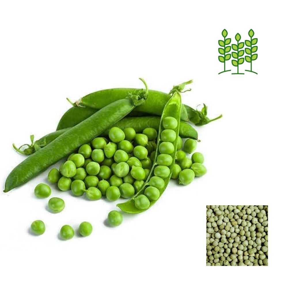 GREEN PEAS | பச்சை பட்டாணி