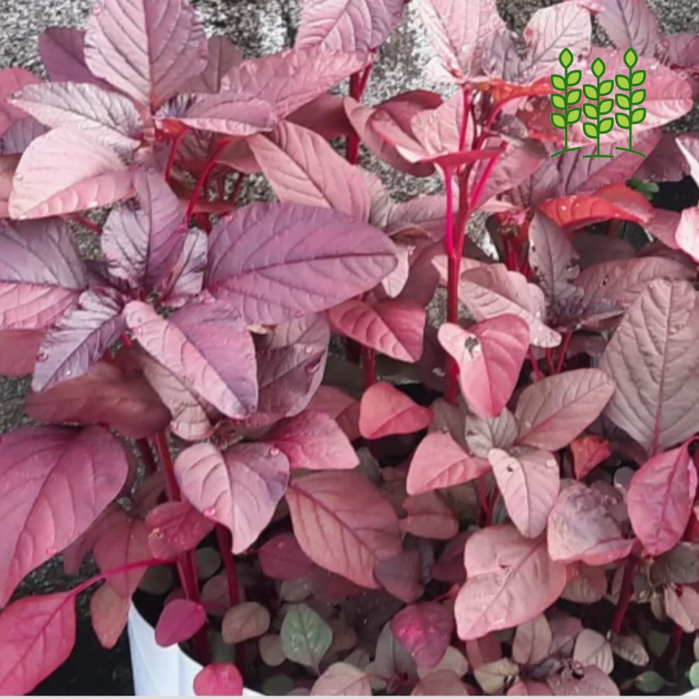 TROPICAL AMARANTHUS | சிறுகீரை