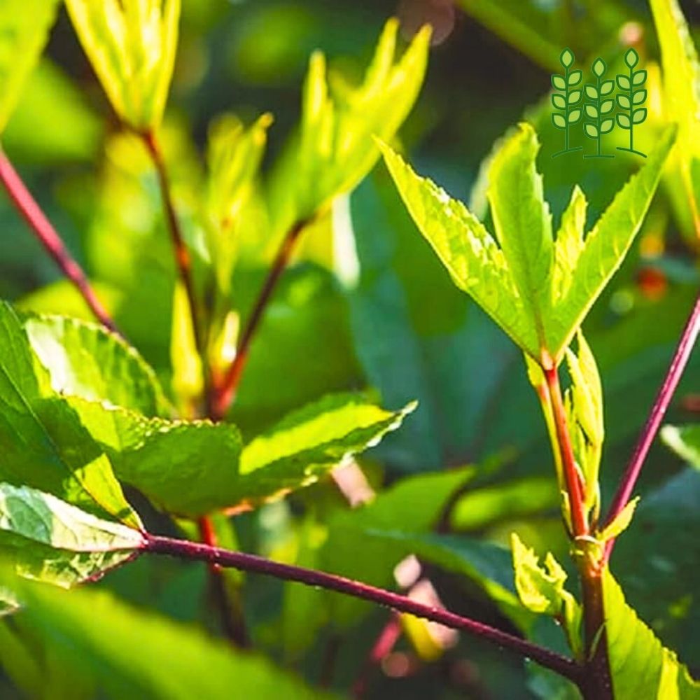 KENAF LEAVES | புளிச்சக்கீரை