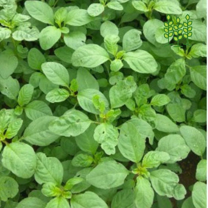 TROPICAL AMARANTHUS | சிறுகீரை