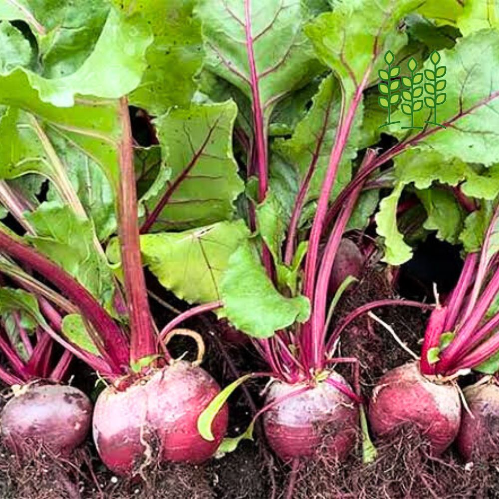 BEETROOT | பீட்ரூட்