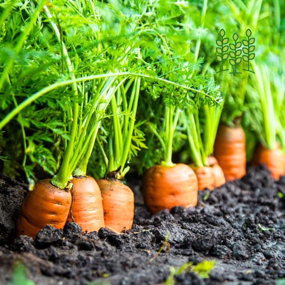 CARROT | கேரட்