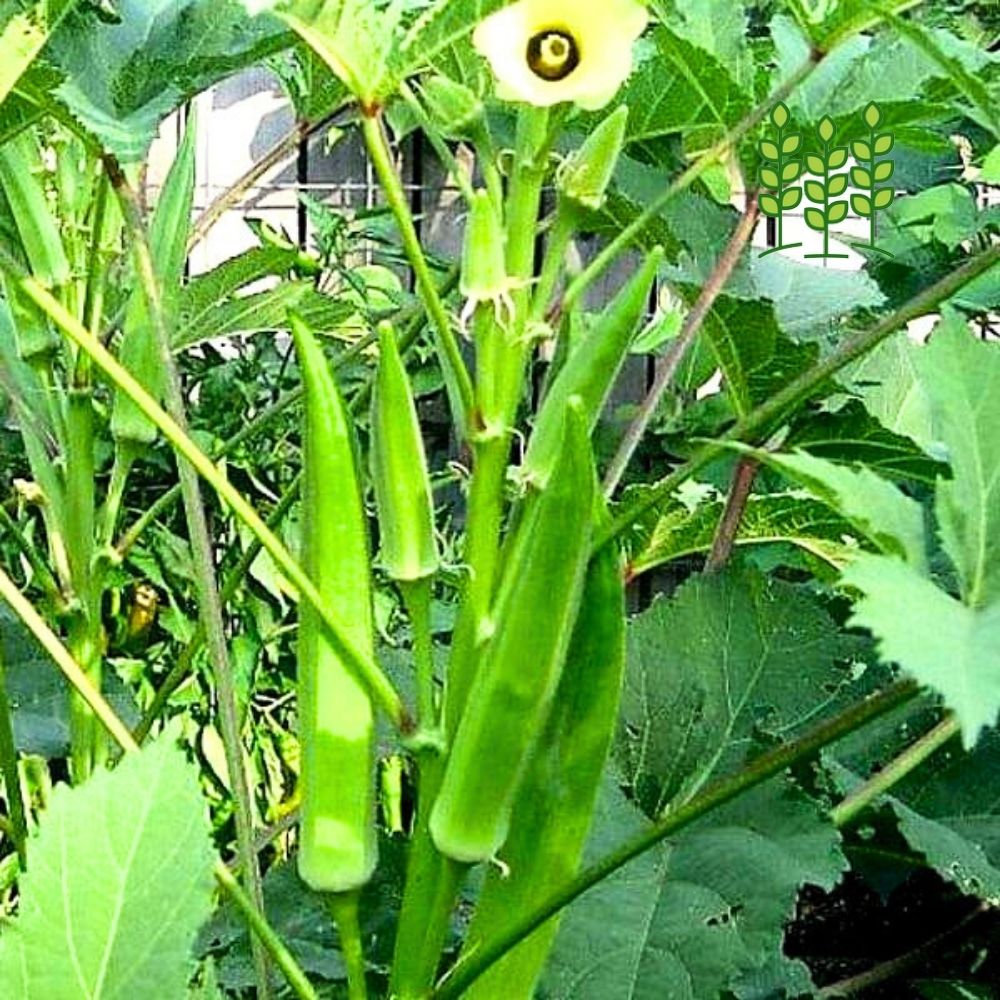 GREEN LADIES FINGER | பச்சை நீள்  வெண்டை