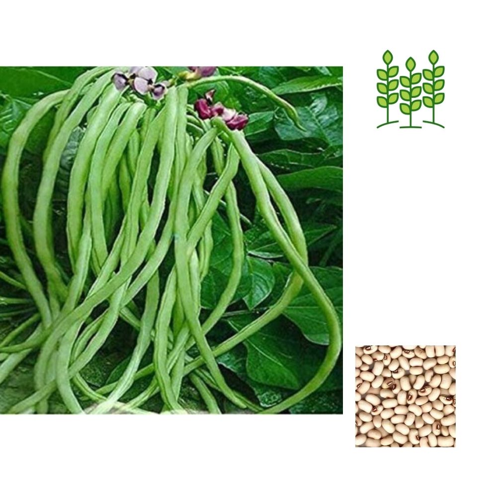 PLANT COWPEA | செடி காராமணி