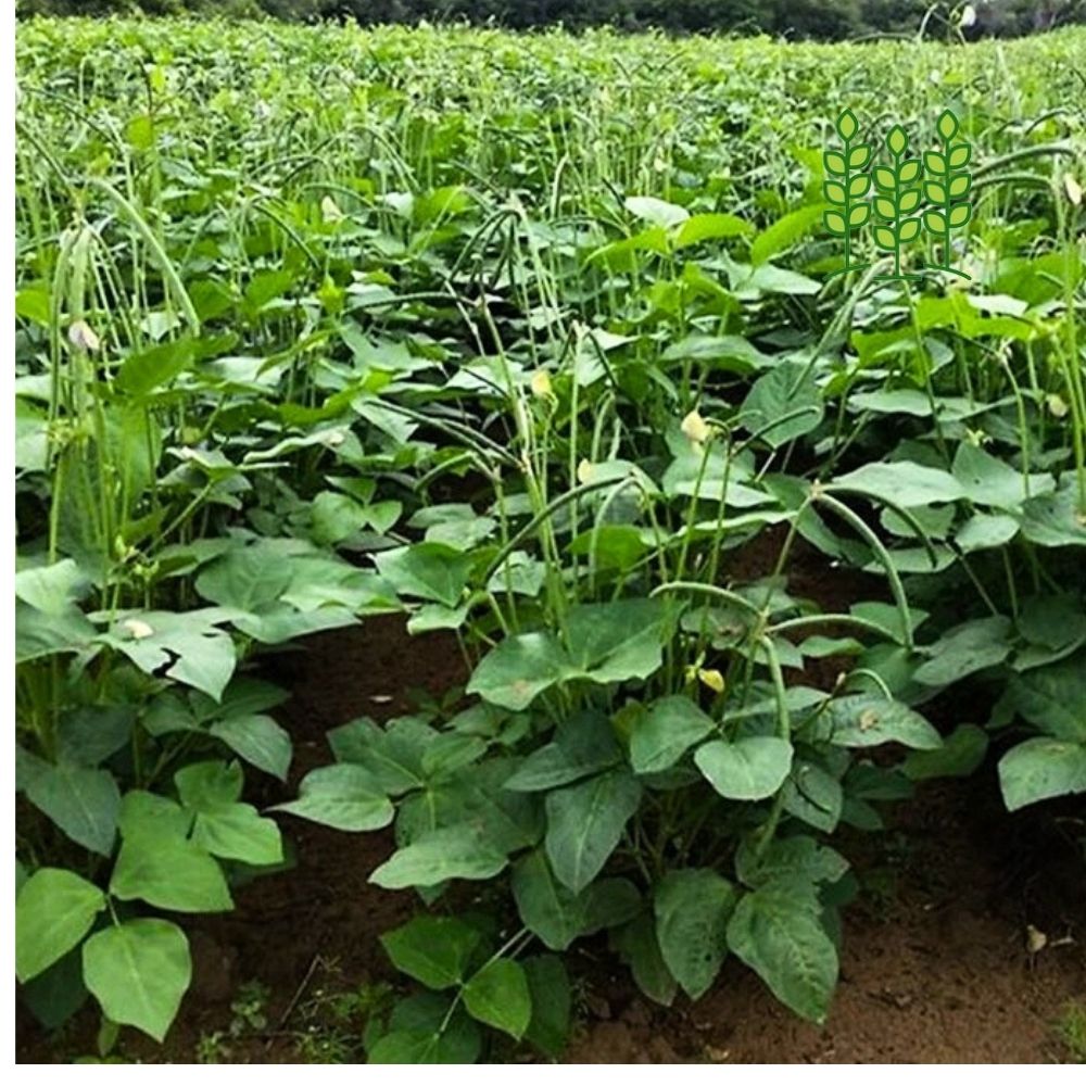 PLANT COWPEA | செடி காராமணி