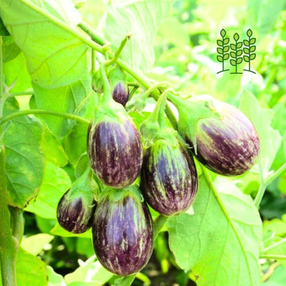 UJALA BRINJAL | உஜாலா கத்தரி