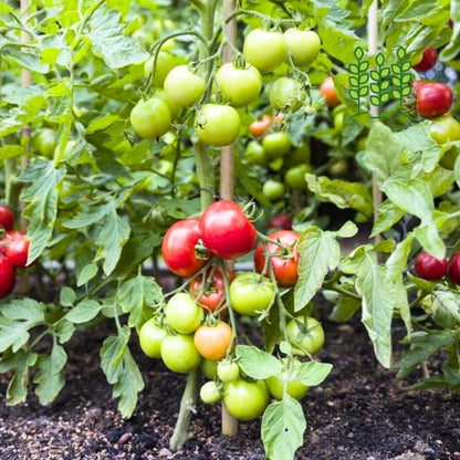 TOMATO | குண்டு தக்காளி