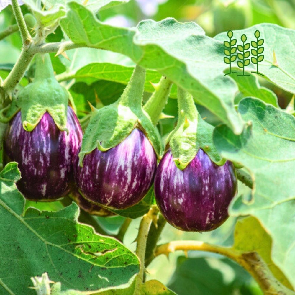 MANAPAARAI BRINJAL | மணப்பாறை கத்தரி