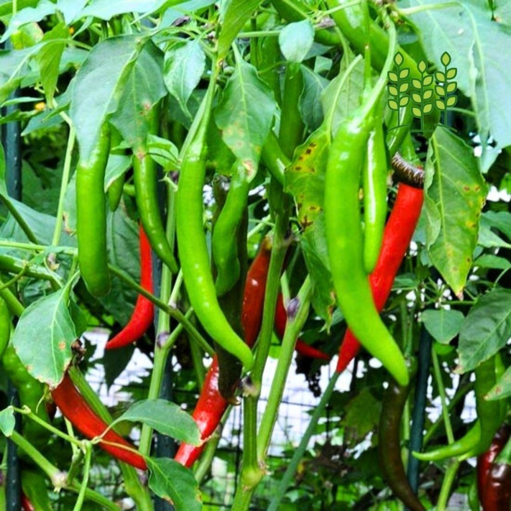 LONG CHILLI | நீள சம்பா மிளகாய்